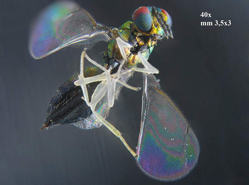 Phyllonorycter su ontano con parassitoidi